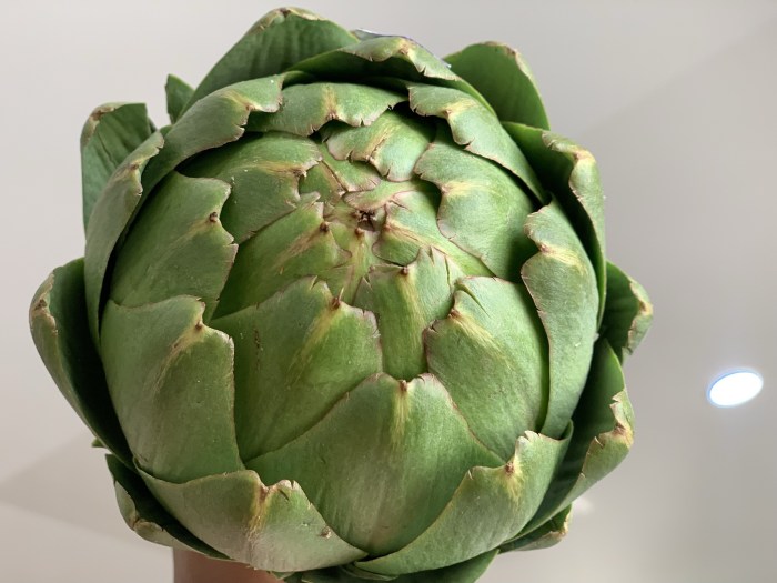 How to cook globe artichokes french style